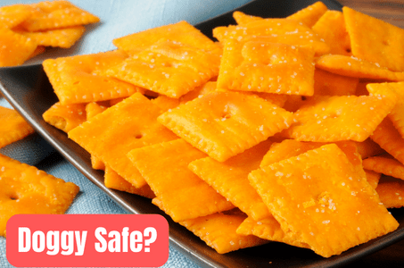 can dogs have cheez-its